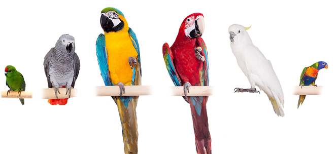 Популярные породы домашних попугаев: узнайте о самых популярных видов