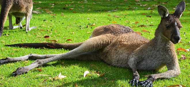 Какие животные живут в австралии фото