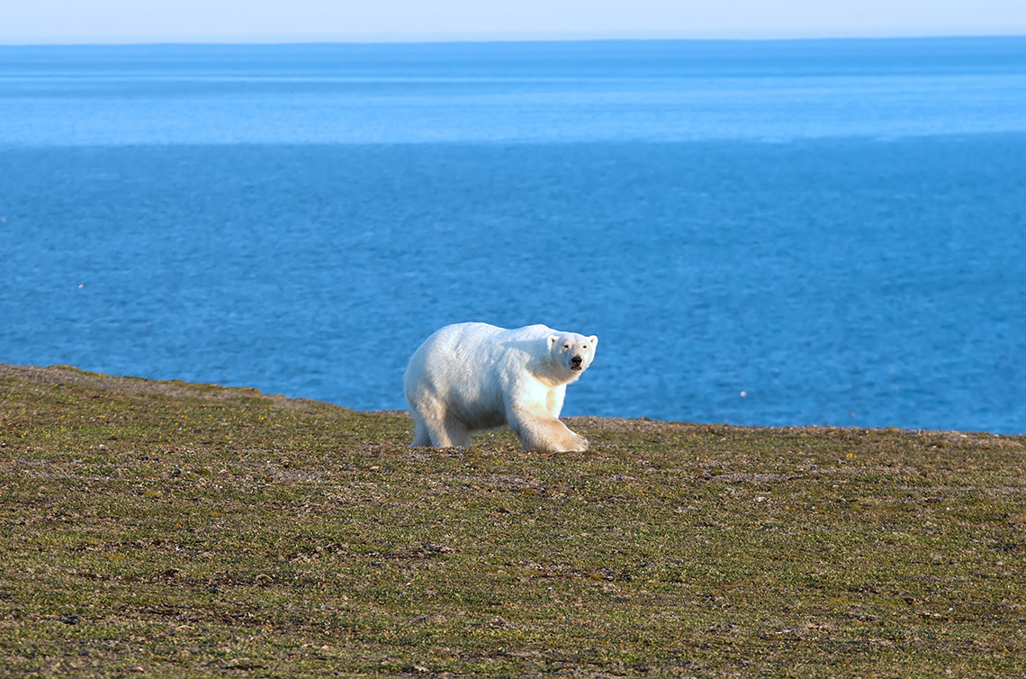 На побережье гуляют белые медведи