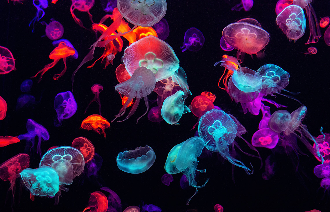 Виды медуз