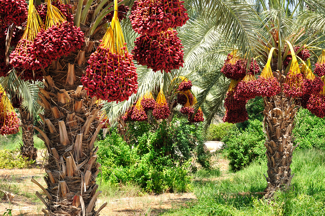 Трахикарпус: самая необычная пальма