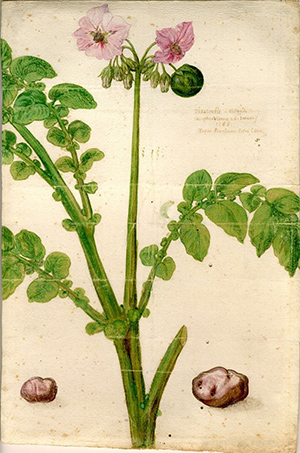 Первое в Европе изображение картофеля, 1588
