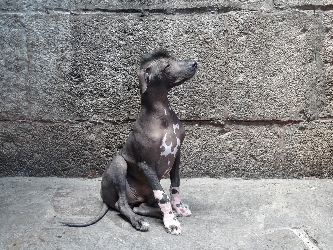 Перуанская лысая собака