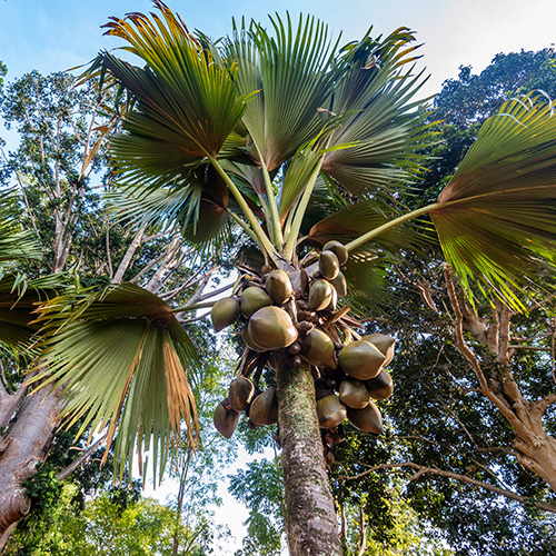 Красивая групповуха у пальмы