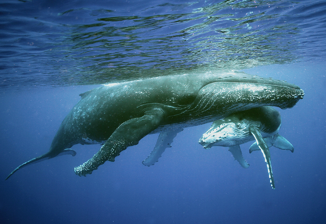 Морские млекопитающие китообразные