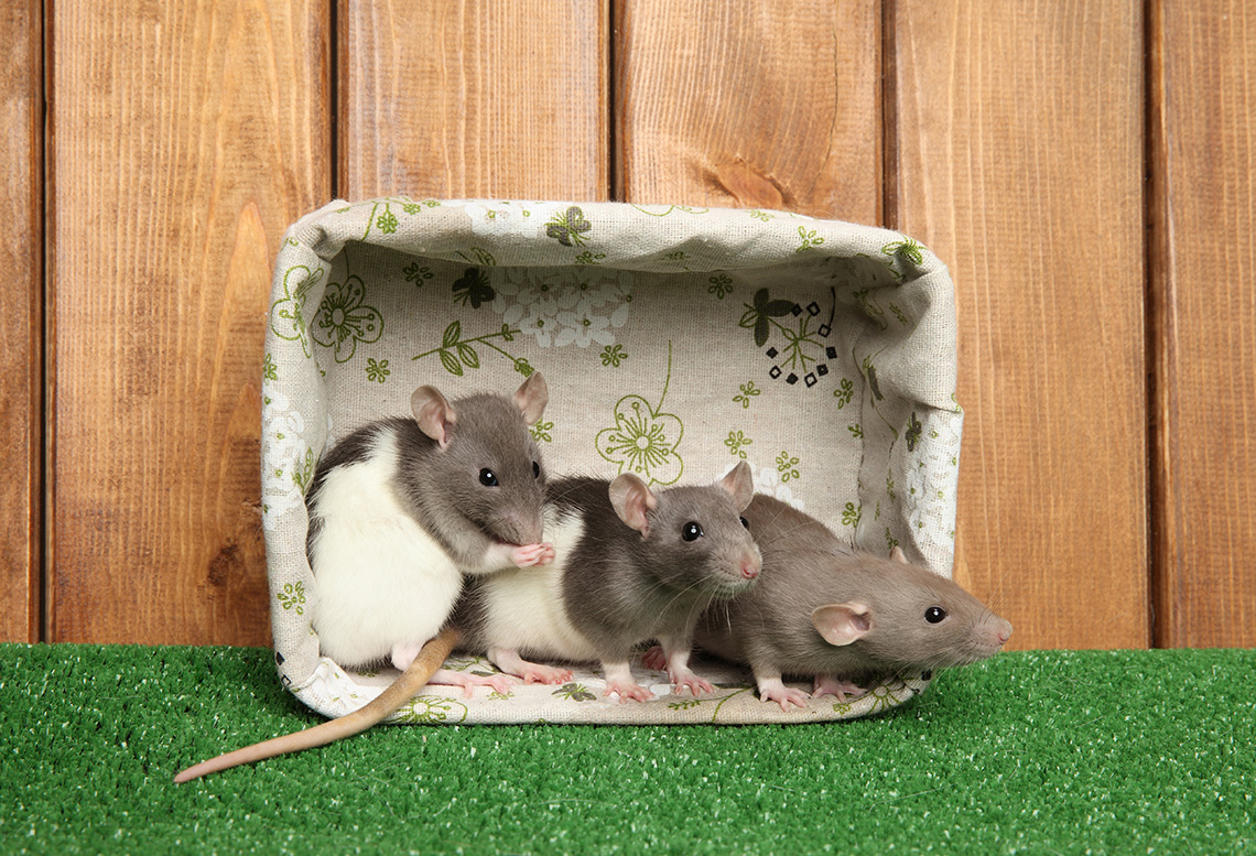 Что едят домашние крысы