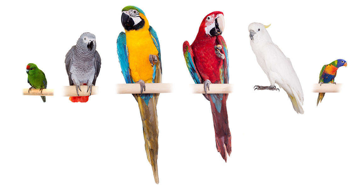 Сколько видов попугаев существует в мире?